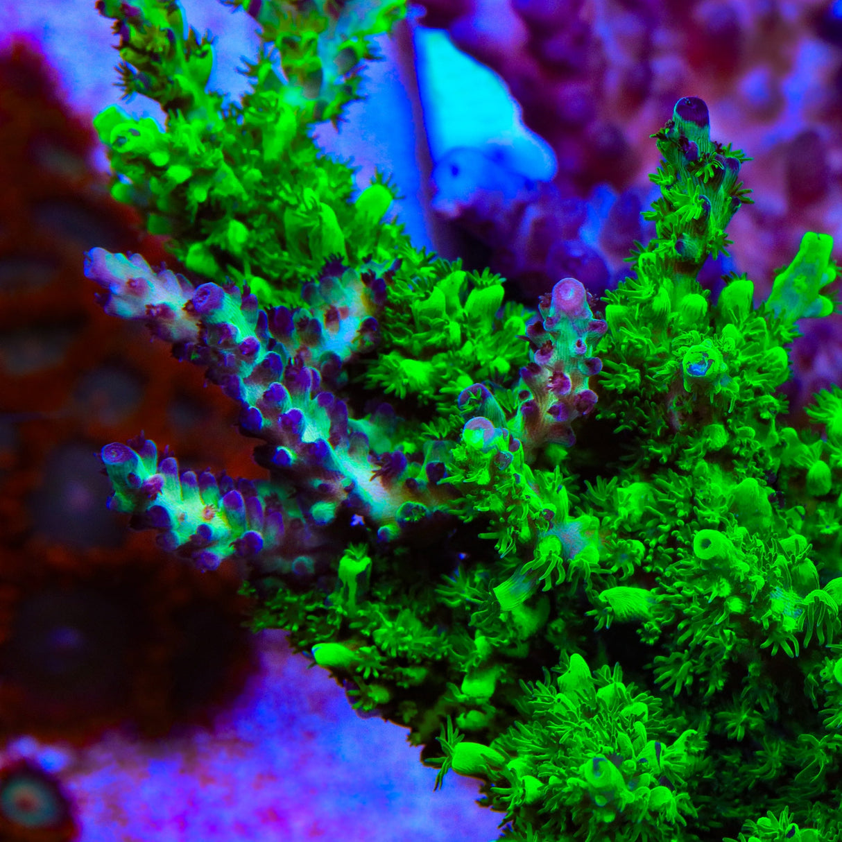 TSA Raspberry Splice Acropora Coral