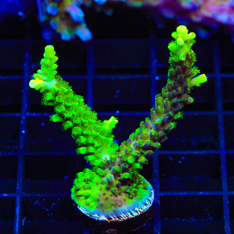 TSA Raspberry Splice Acropora Coral