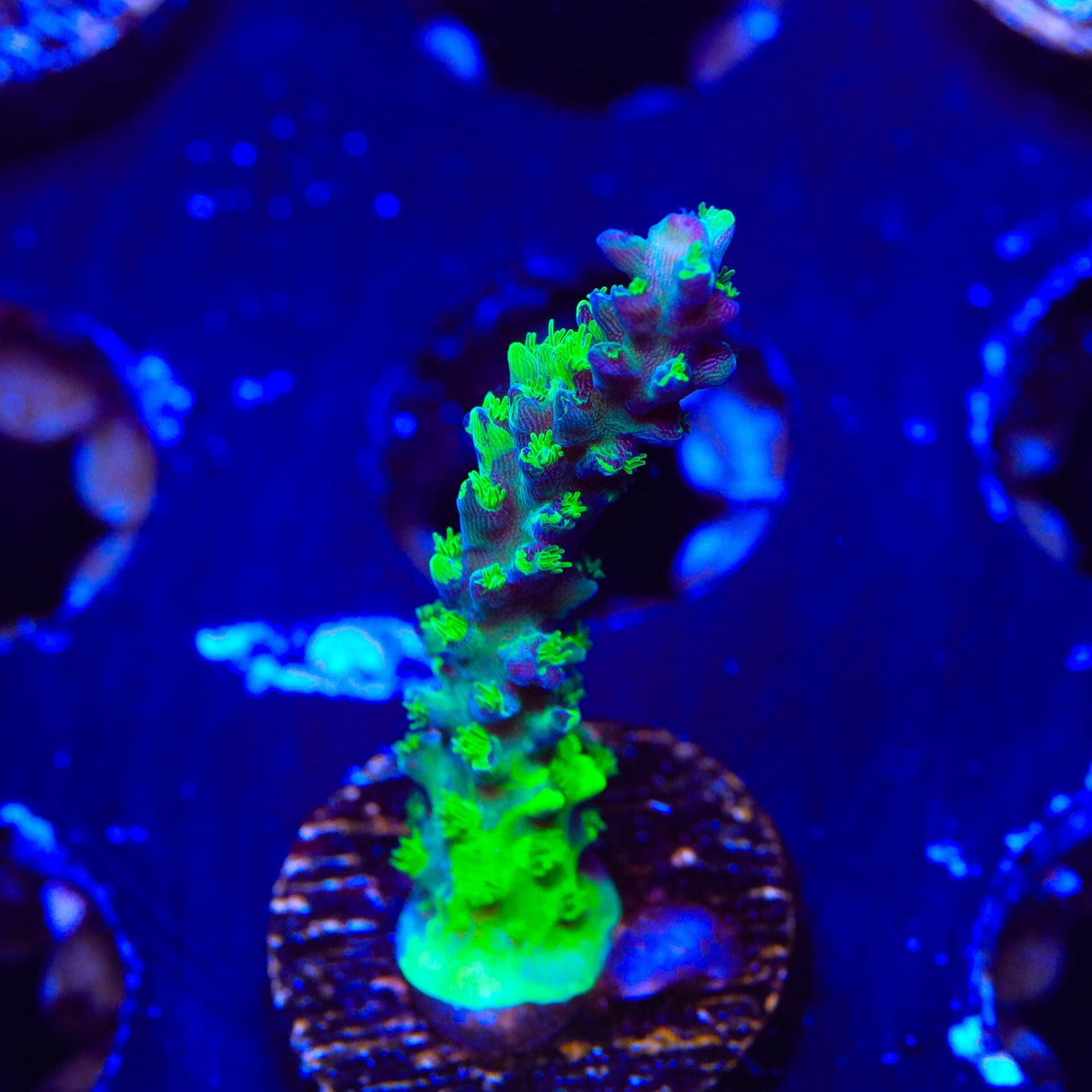 TSA Raspberry Splice Acropora Coral