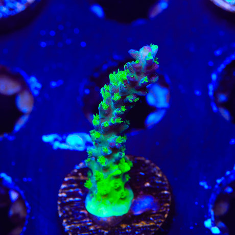 TSA Raspberry Splice Acropora Coral