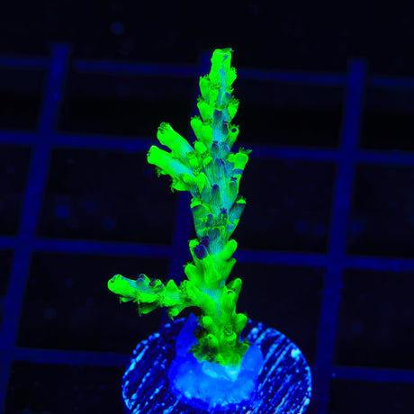 TSA Raspberry Splice Acropora Coral