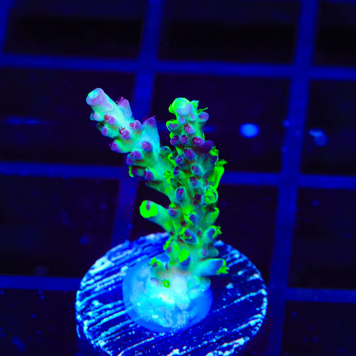 TSA Raspberry Splice Acropora Coral