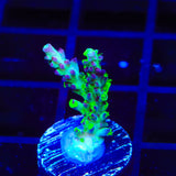TSA Raspberry Splice Acropora Coral