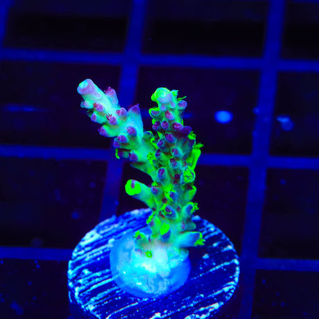 TSA Raspberry Splice Acropora Coral