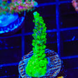 TSA Raspberry Splice Acropora Coral
