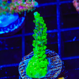 TSA Raspberry Splice Acropora Coral