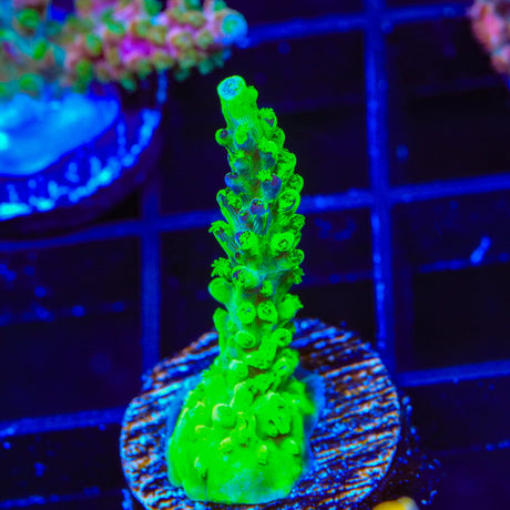 TSA Raspberry Splice Acropora Coral