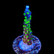 TSA Raspberry Splice Acropora Coral
