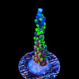 TSA Raspberry Splice Acropora Coral