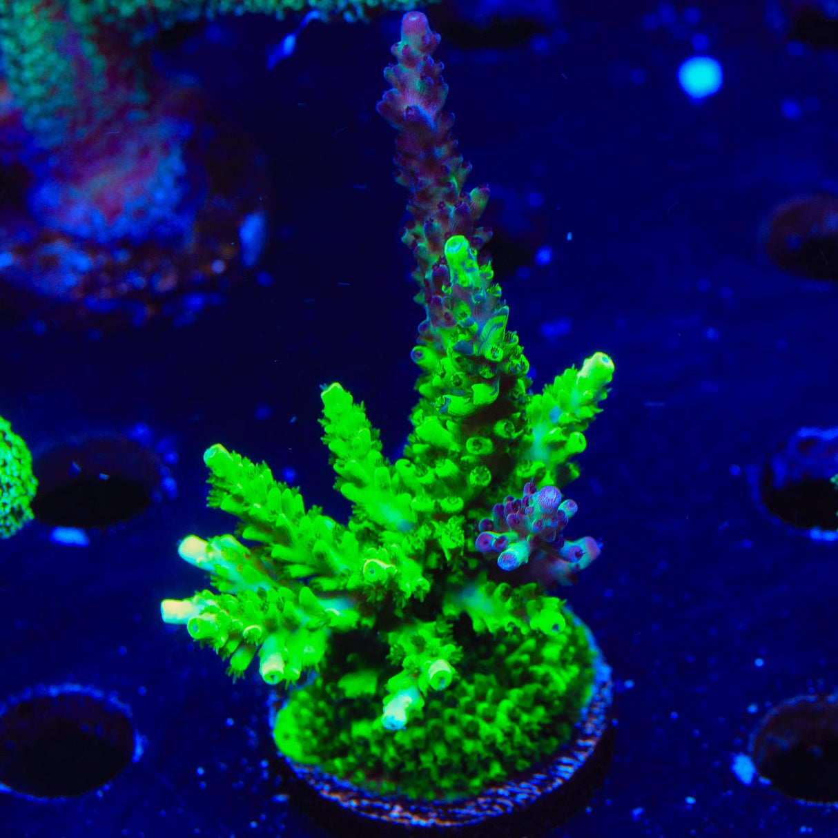 TSA Raspberry Splice Acropora XL Frag Coral