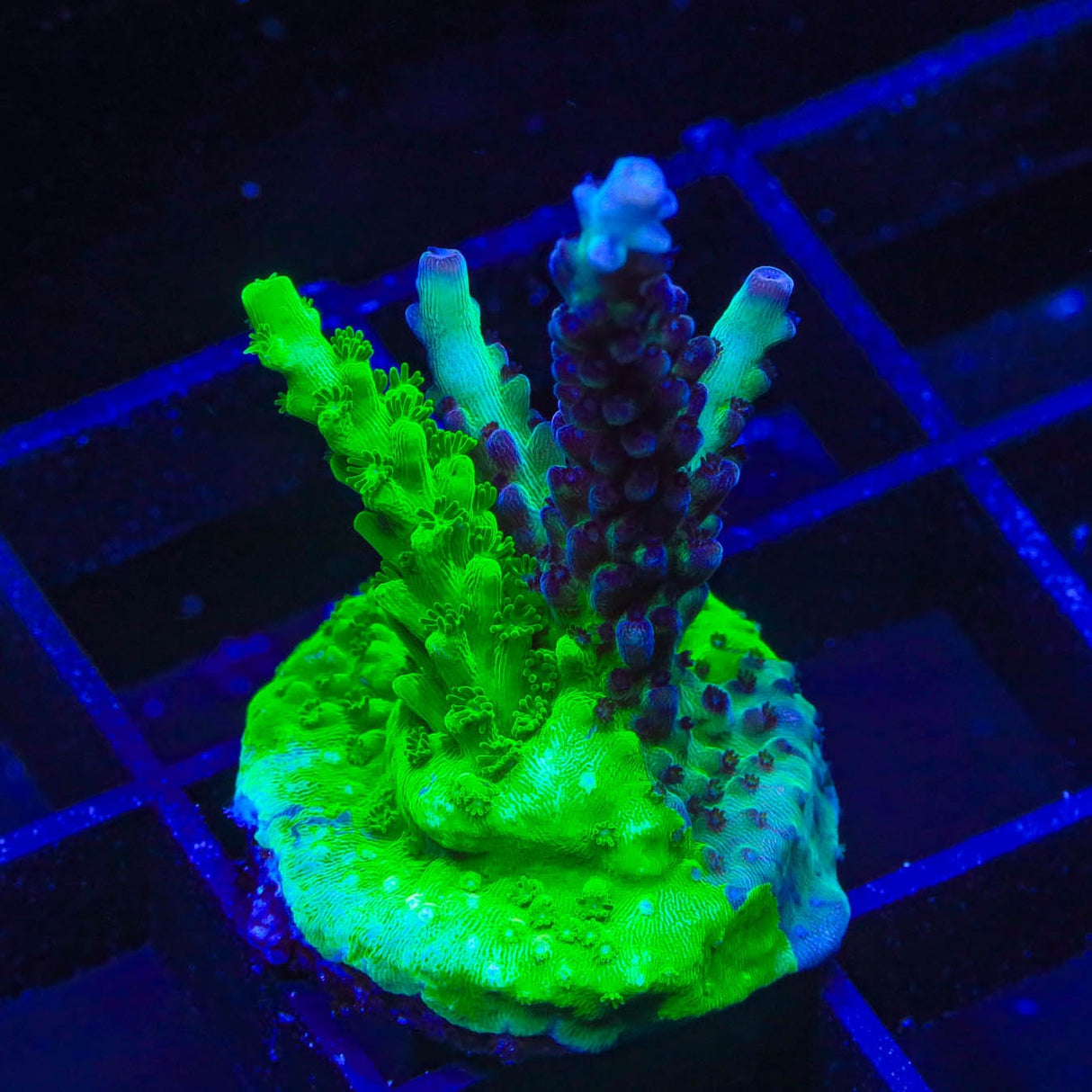 TSA Raspberry Splice Grafted Acropora Coral