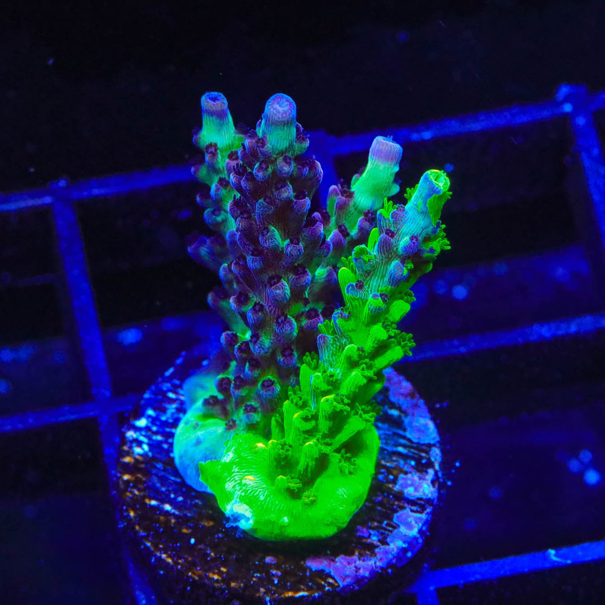 TSA Raspberry Splice Grafted Acropora Coral