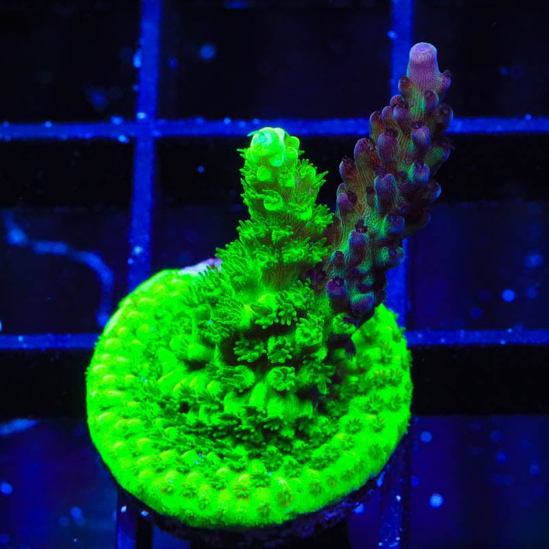 TSA Raspberry Splice Grafted Acropora Coral