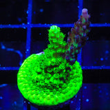 TSA Raspberry Splice Grafted Acropora Coral