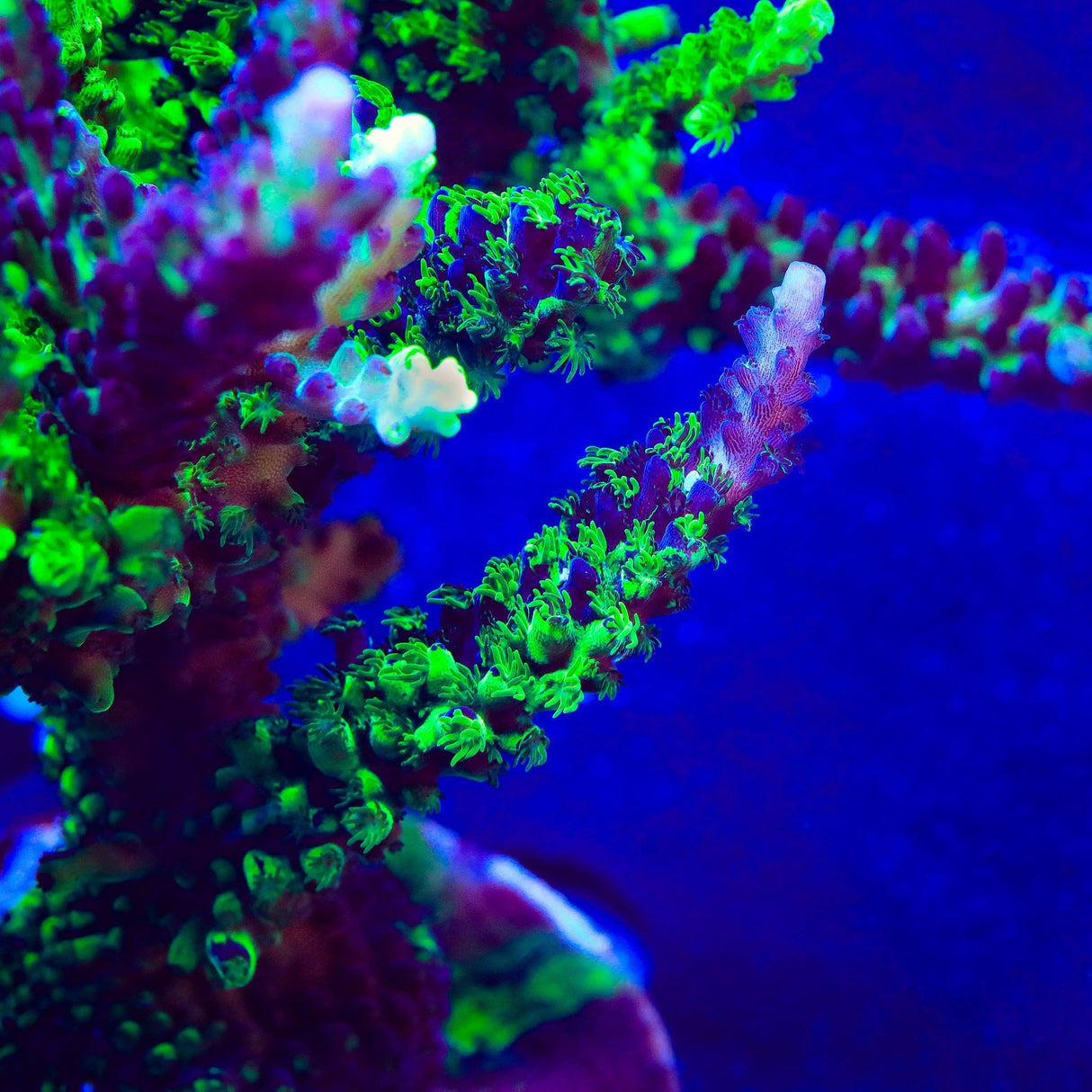 TSA Raspberry Splice Grafted Acropora Coral