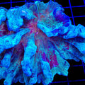 TSA Raspberry Swirl Pectinia Coral