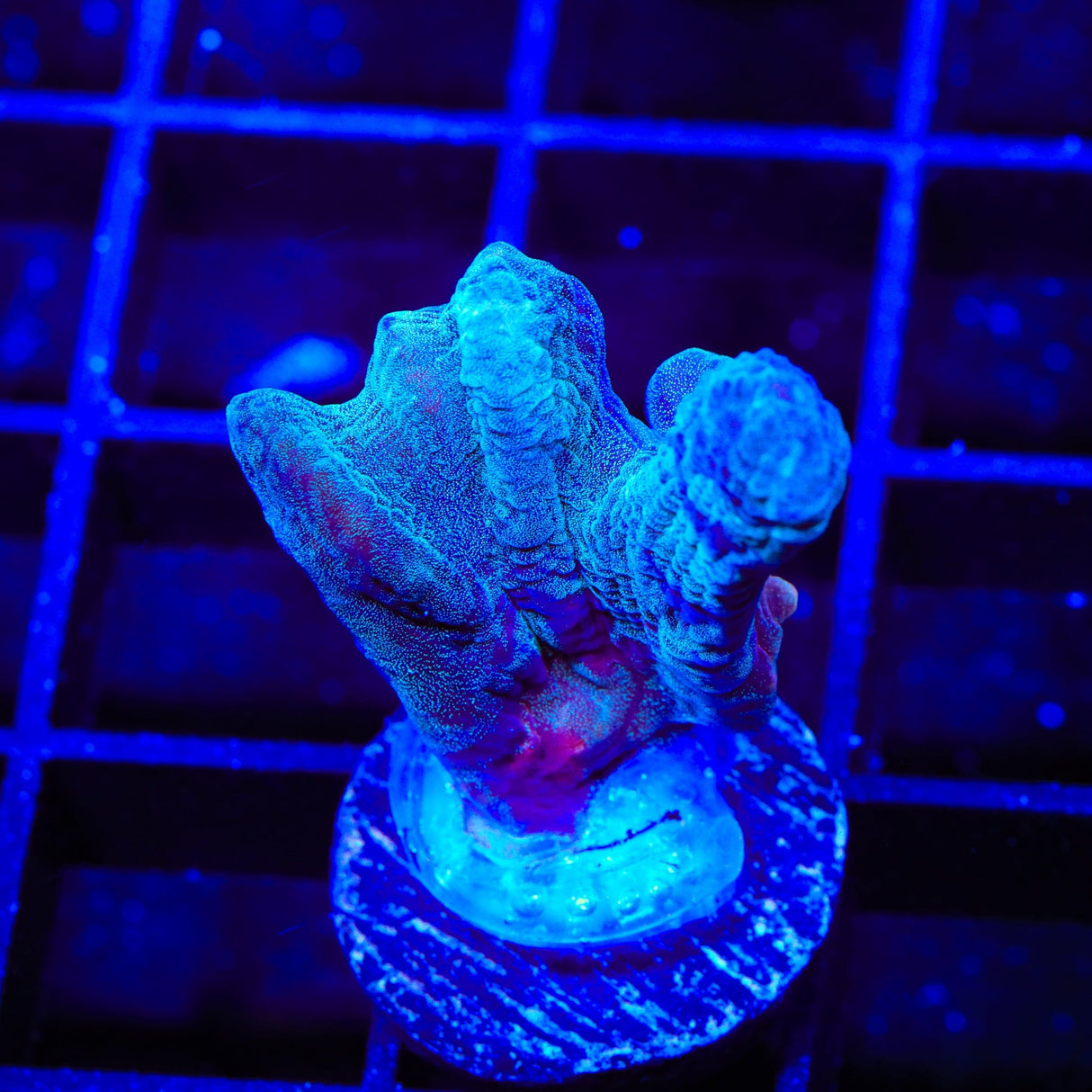 TSA Raspberry Swirl Pectinia Coral