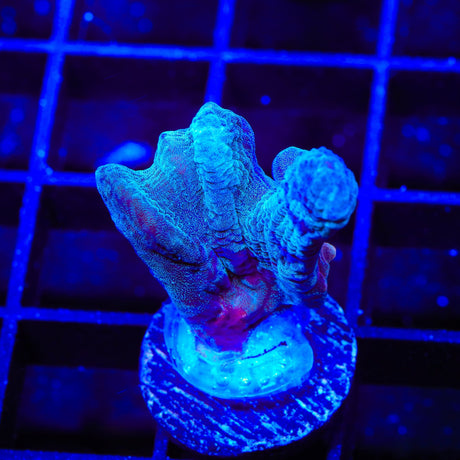 TSA Raspberry Swirl Pectinia Coral