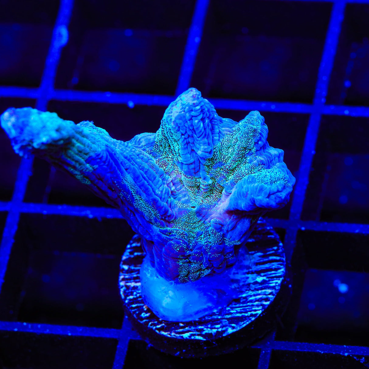 TSA Raspberry Swirl Pectinia Coral