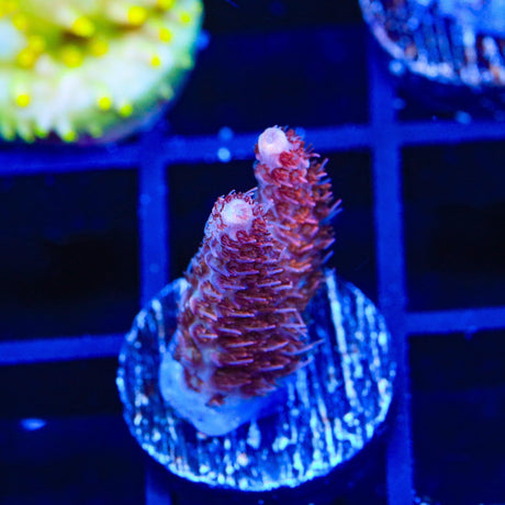 TSA Razzamatazz Acropora Coral