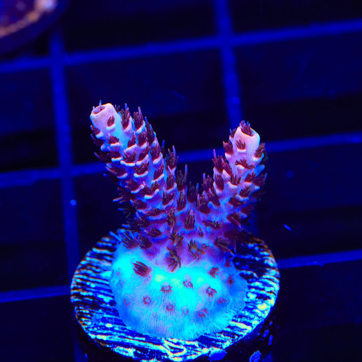 TSA Razzamatazz Acropora Coral