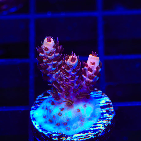 TSA Razzamatazz Acropora Coral