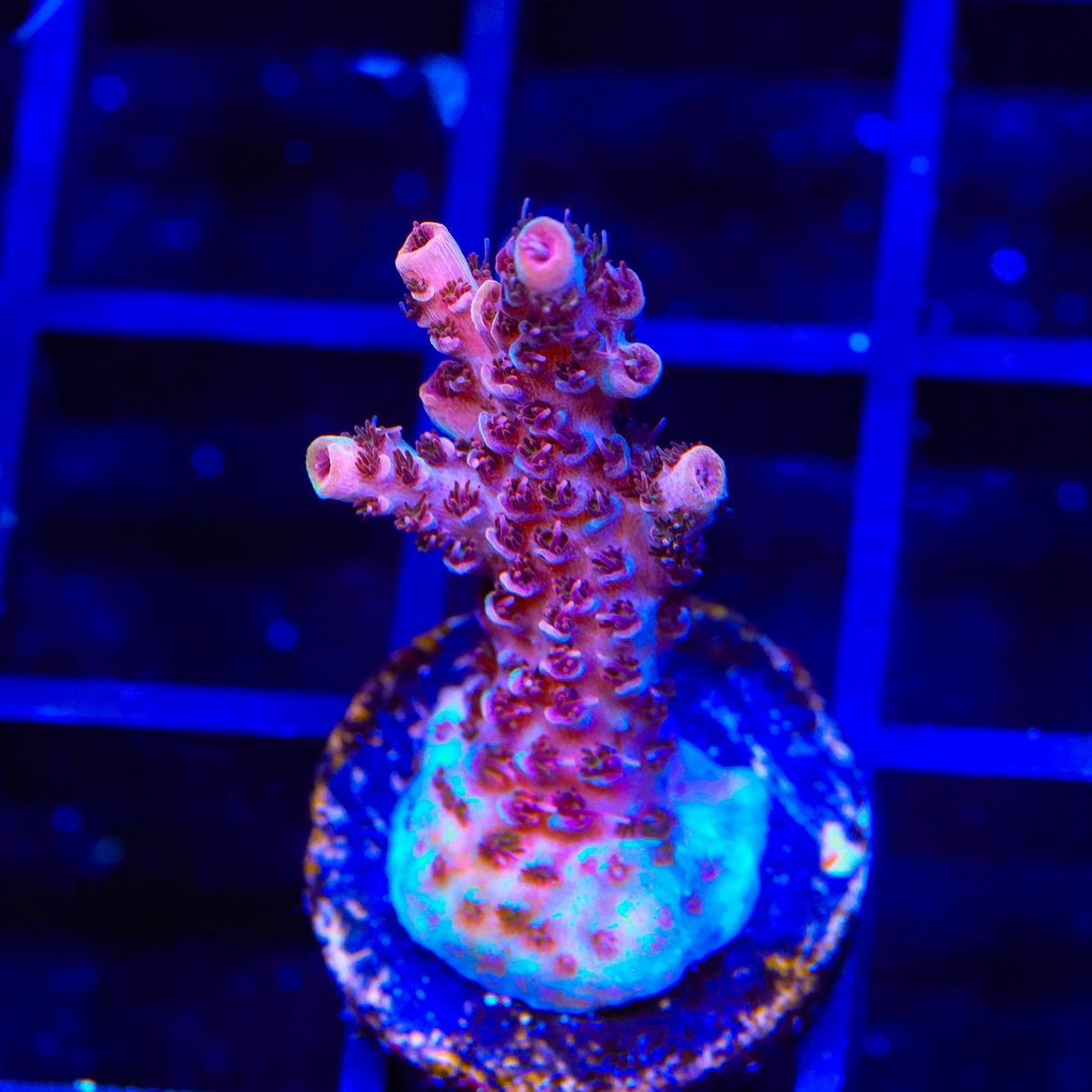 TSA Razzamatazz Acropora Coral