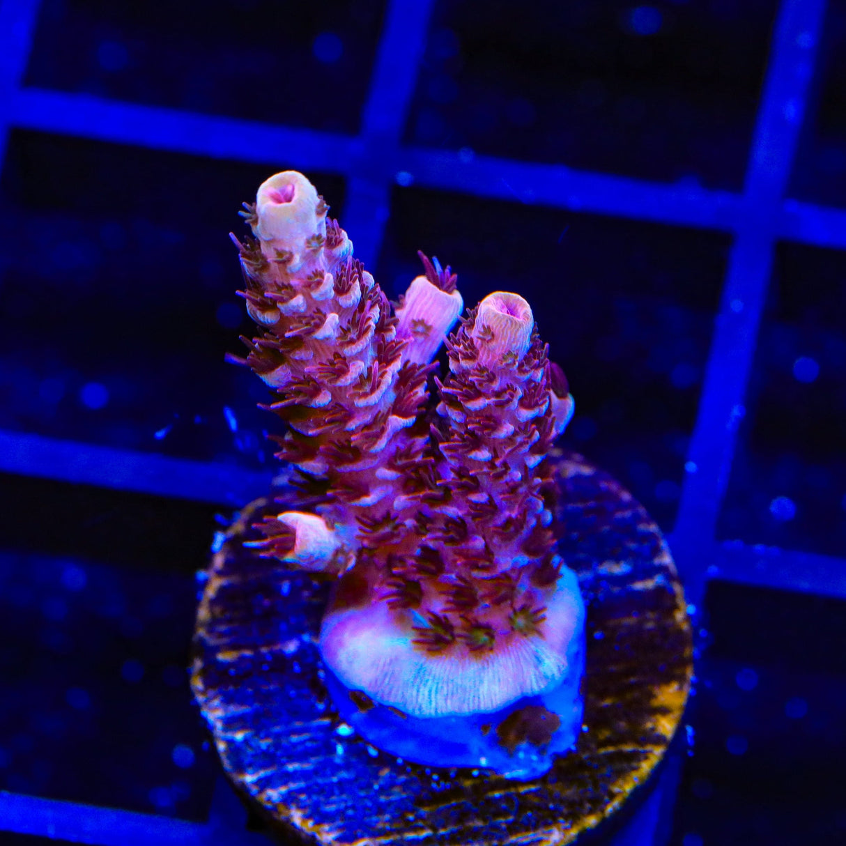 TSA Razzamatazz Acropora Coral