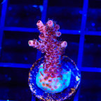 TSA Razzamatazz Acropora Coral