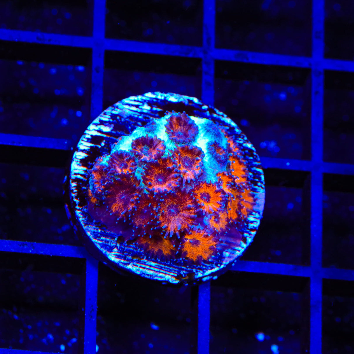 TSA Red Eye Plesiastrea Coral
