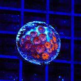 TSA Red Eye Plesiastrea Coral