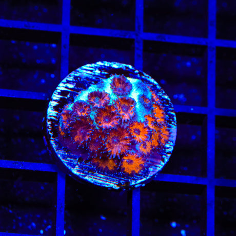 TSA Red Eye Plesiastrea Coral