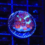 TSA Red Eye Plesiastrea Coral
