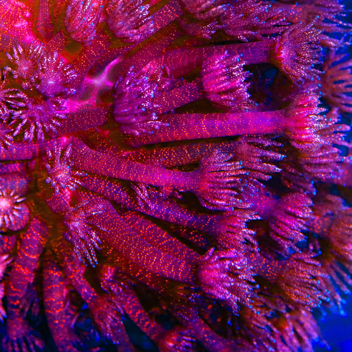 TSA Red Glitter Goniopora