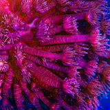 TSA Red Glitter Goniopora