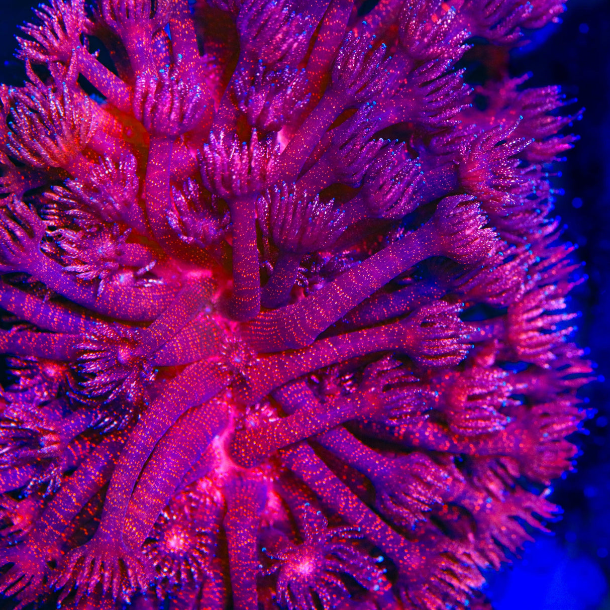 TSA Red Glitter Goniopora