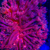 TSA Red Glitter Goniopora