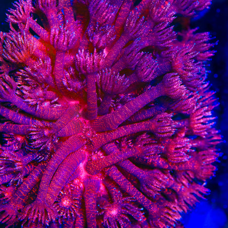 TSA Red Glitter Goniopora