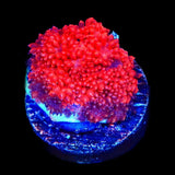 TSA Red Hot Goniopora Coral