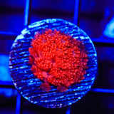 TSA Red Hot Goniopora Coral