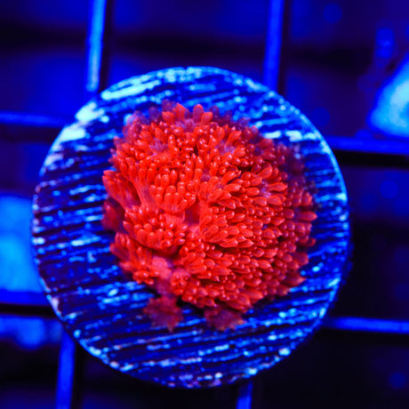 TSA Red Hot Goniopora Coral