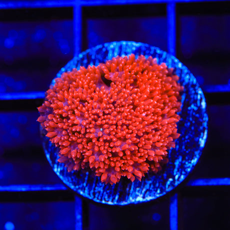 TSA Red Hot Goniopora Coral