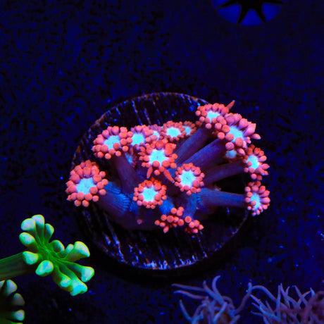 TSA Red Lashes Alveopora Coral