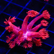 TSA Red on Red Goniopora Coral