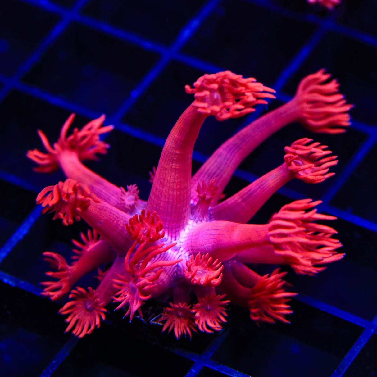 TSA Red on Red Goniopora Coral