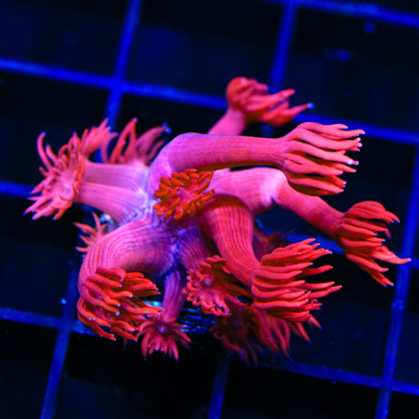 TSA Red on Red Goniopora Coral