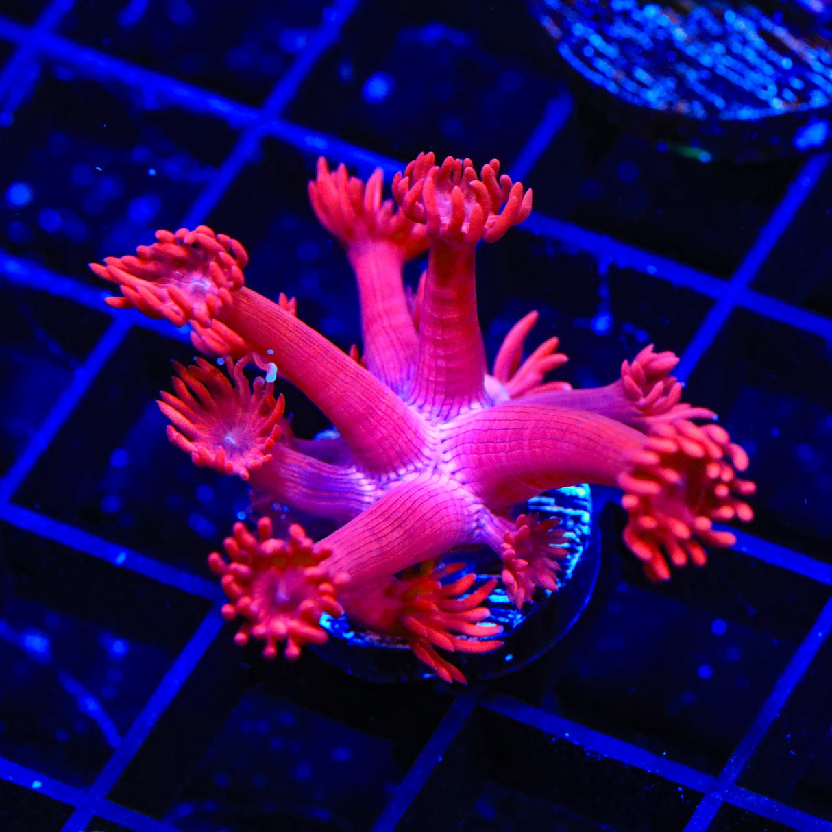 TSA Red on Red Goniopora Coral