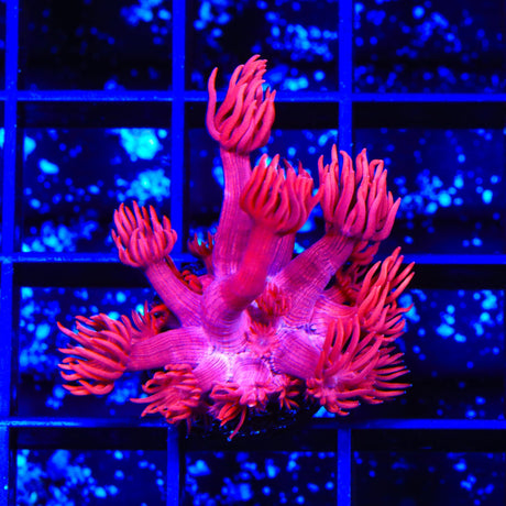TSA Red on Red Goniopora Coral