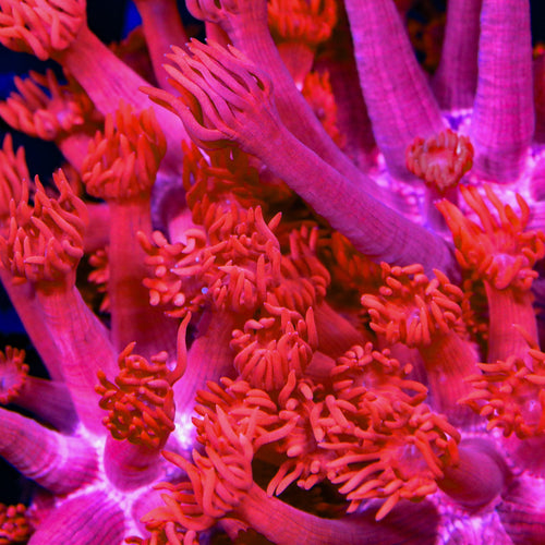 TSA Red on Red Goniopora Coral