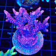 TSA Red Robin Acropora Colony Coral